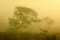 Trees in mist at sunrise, Kalahari desert, South Africa Royalty Free Stock Photo