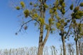 Trees and mistletoe