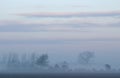 Trees in a misty landscape