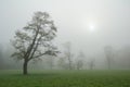 Trees in a misty morning meadow Royalty Free Stock Photo