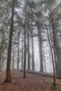Trees in mixed fairytale forest in misty cloudy weather.