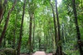 Trees in Moli Tropical Rainforest