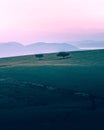 Trees on the Monte Subasio in Italy during sunset