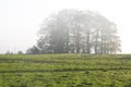 Trees in morning mist