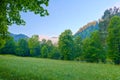 Trees in the morning. Pieniny mountains.