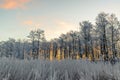Trees in the morning sunrise in the winter Royalty Free Stock Photo
