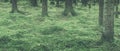 Trees in moss all in a green tint Royalty Free Stock Photo