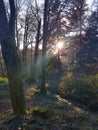 Sunshine through woodland, Aira Force, lake district Royalty Free Stock Photo