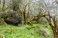 Trees with moss Royalty Free Stock Photo