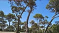 Trees in The Mountain Carmel Royalty Free Stock Photo