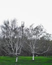 Trees on the mountain