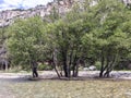 Trees in the mountain river, France