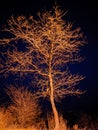 trees, mountain, winter, sky, night Royalty Free Stock Photo
