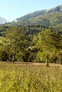 Trees in the mountains of Asturias Royalty Free Stock Photo