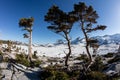 Trees in Mountains of Desolation Wilderness, California Royalty Free Stock Photo