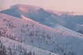 Trees and mountains in the morning pink light against the backdrop of snow-capped mountains.