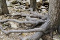 Trees in the mountains with roots on on top of ground Royalty Free Stock Photo
