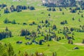 Trees on the mountains of Swizz Alps in Switzerland Royalty Free Stock Photo