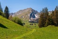 Trees on the mountains of Swizz Alps in Switzerland Royalty Free Stock Photo