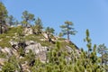 Trees on mountainside