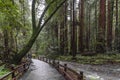 Trees at Muir Redwood park