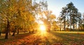 Trees with multicolored leaves on the grass in the park. Maple foliage in sunny autumn. Sunlight in early morning in forest Royalty Free Stock Photo