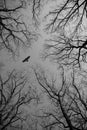 Bird fly in the sky see through branches