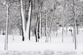 Trees in the Natalka park, close to the Dnieper river in Kiev, Ukraine