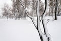 Trees in the Natalka park, close to the Dnieper river in Kiev, Ukraine