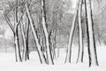 Trees in the Natalka park, close to the Dnieper river in Kiev, Ukraine