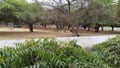 Trees in National Zoological Park Delhi India