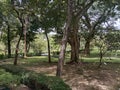 Trees in Benjakitti park, Bangkok Thailand Royalty Free Stock Photo