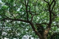 Trees. nature green wood sunlight