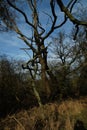 Trees and nature in Hatfield Forest, February 2017 Royalty Free Stock Photo