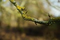 Trees and nature in Hatfield Forest, February 2017 Royalty Free Stock Photo