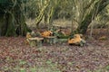 Trees and nature in Hatfield Forest, February 2017 Royalty Free Stock Photo