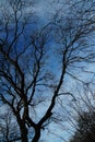 Trees and nature in Hatfield Forest, February 2017 Royalty Free Stock Photo