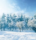 Trees, nature and snow in winter as landscape in Swiss Alps or vacation in mountains for holiday, explore or adventure Royalty Free Stock Photo
