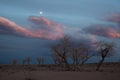 Trees in a nature of western Mongolia in the evening Royalty Free Stock Photo