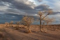Trees in a nature of western Mongolia Royalty Free Stock Photo