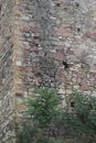 Trees near Ananuri fortress tower