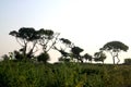 trees near beach coast green grass during sunset