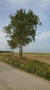 Trees near country road