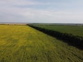 Trees near a field of sunflowers, aerial view. Clear skies over farm fields Royalty Free Stock Photo