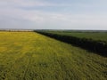 Trees near a field of sunflowers, aerial view. Clear skies over farm fields Royalty Free Stock Photo