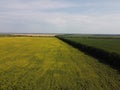 Trees near a field of sunflowers, aerial view. Clear skies over farm fields Royalty Free Stock Photo