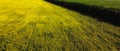 Trees near a field of sunflowers, aerial view. farm fields Royalty Free Stock Photo