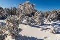 Trees covered with snow near Grand Canyon. Snow on ground; blue sky above. Royalty Free Stock Photo