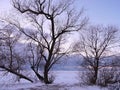 Trees near lake Royalty Free Stock Photo