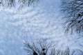 Trees with nests and no leaves frame on blue sky background. Nice autumn (fall) or winter background. Empty space for copy, text, Royalty Free Stock Photo